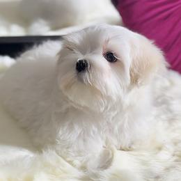 Maltese Puppies from Platinum Dunes Maltese