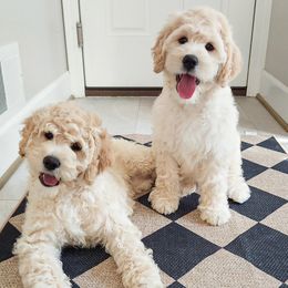 Goldendoodle puppies from Sandy Creek Doodles