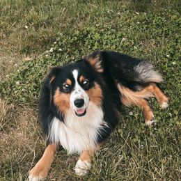 Rhett - Australian Shepherd
