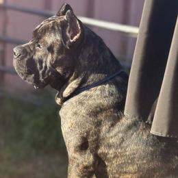 Cane Corso Puppies from Lionheart Cane Corso