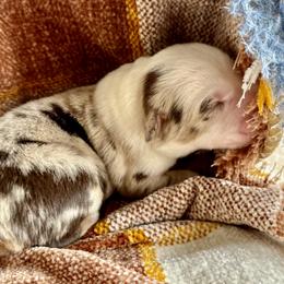 Rusty - Red merle male Australian Shepherd puppy in Ramona, California from Blue Moon Aussies