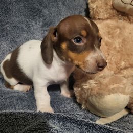 Dachshund Puppies from Chelsie Hamm