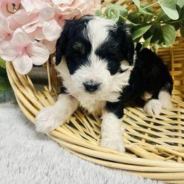 Lexi - Black and white female Aussiedoodle puppy in Hamilton, Michigan from White Pine Farm