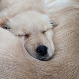 Golden Retriever Puppies from Full of Grace Goldens