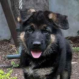 Aspen - Black and red German Shepherd puppy in Atlanta, Georgia from Vom Eisenhunde