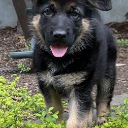 Aspen - Black and red German Shepherd puppy in Atlanta, Georgia from Vom Eisenhunde