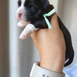 Mint - Black and white female Havanese puppy in Silverton, Oregon from PNW Havanese