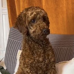 Ted - Golden Retriever
