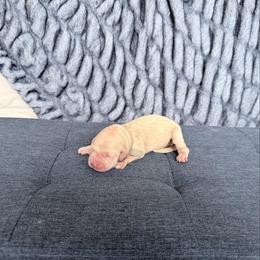 Grey - Cream male Goldendoodle puppy in Mount Pleasant, Utah from Betty's Goldendoodles