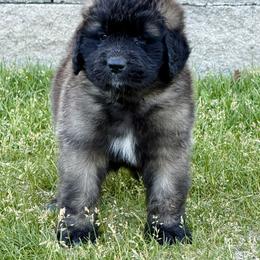 Zira - Sandy female Leonberger puppy in Saratoga Springs, Utah from Echo River