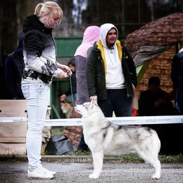 Siberian Husky All Grown Up from Howling Winds Siberians