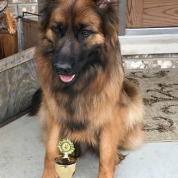 German Shepherds from Vom Ursi