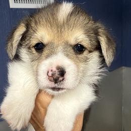 Red Collar Female - Black and tan female Pembroke Welsh Corgi puppy in Victoria, Texas from Clear Creek Corgis