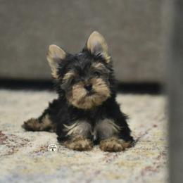 Carter - Black and tan male Yorkshire Terrier puppy in Petersburg, Virginia from Louie yorkie crustables