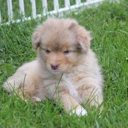 Miniature Australian Shepherd and Toy Australian Shepherd Puppies from Sapphire Stables