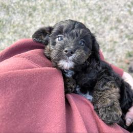 Draco F1b - Black and tan male Cavapoo puppy in Wamego, Kansas from Doodles of Oz