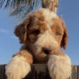 Boy 5 - male Golden Mountain Doodle puppy in Jurupa Valley, California from gucci_bentleys_goldendoodles