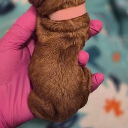 Pink Collar - Red  female Poodle puppy in El Paso, Texas from Paws Of Beauty