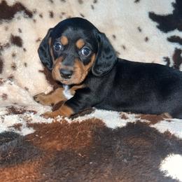 Kira - Black and tan female Dachshund puppy in Madisonville, Tennessee from L&A Dachshunds