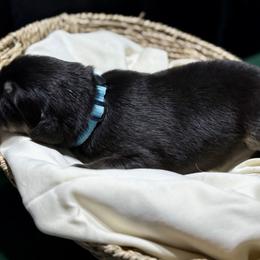 One boy reservation - Black and tan male Tibetan Mastiff puppy in Berlin, New Hampshire from Great North Woods Tibetan Mastiffs