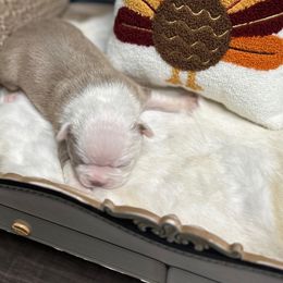 Ash - Lilac male Boston Terrier puppy in Peru, Indiana from Angie's Little Bostons And Frenchies