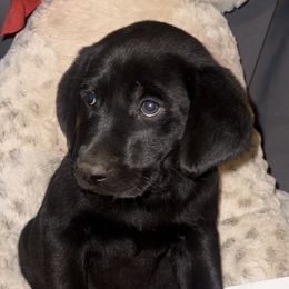 Spike - Black male Labrador Retriever puppy in Eden, North Carolina from Black House Sports Dogs