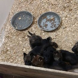 Beagle and German Shepherd Puppies from Nebraska K9's