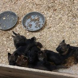 Beagle and German Shepherd Puppies from Nebraska K9's