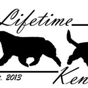 Australian Shepherds and Grand Basset Griffon Vendeens from Lifetime Australian Shepherds and GBGVS