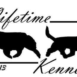Australian Shepherds and Grand Basset Griffon Vendeens from Lifetime Australian Shepherds and GBGVS