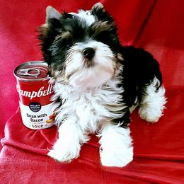 Knox - Parti male Yorkshire Terrier puppy in Amelia Court House, Virginia from Bello Toys