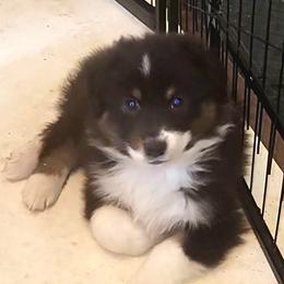 Spicy Black Tri Boy - Denali - Black tri-color male Australian Shepherd puppy in Lebanon, Oregon from Rockhill Australian Shepherds