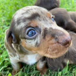 Dachshund Puppies from Lakeview Dachshunds