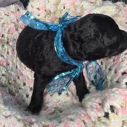 Goldendoodle Puppies from 3Dawn Doods