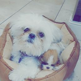 KC - Shih Tzu