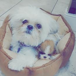 KC - Shih Tzu