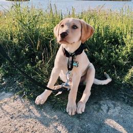 Labrador Retriever Puppies from Creekside Canines