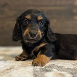 Babs Bunny - Black and tan female Dachshund puppy in Dothan, Alabama from Little House Pups
