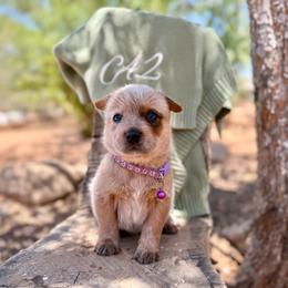 Ms. Pan (AKC) - Red mottled female Australian Cattle Dog puppy in Sahuarita, Arizona from A2 Australian Cattle Dogs