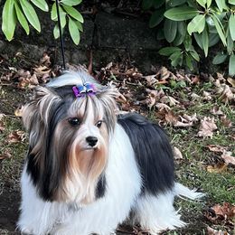 Bondy - Biewer Terrier