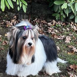 Bondy - Biewer Terrier