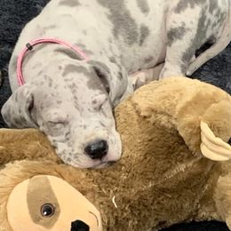 Great Dane Puppies from Johnson's Great Danes