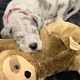 Great Dane Puppies from Johnson's Great Danes