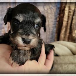 Luna AKC Imported Champion Lines - Black and silver female Giant Schnauzer puppy in Saratoga Springs, Utah from Happy Beard Schnauzers