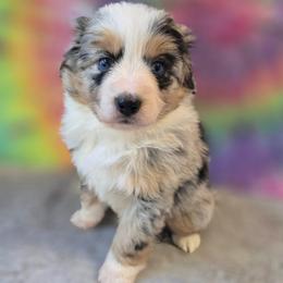 Dolly - Blue merle female Miniature Australian Shepherd puppy in Church Hill, Tennessee from Hippie Dog Haven