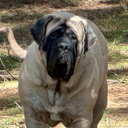 Vesper - Mastiff