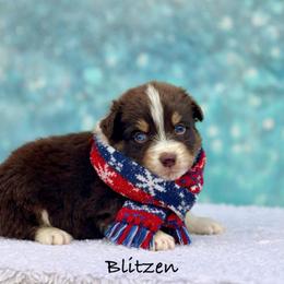 Blitzen - Red tri-color male Australian Shepherd puppy in Howardsville, Virginia from Spectacular Aussies and Cavaliers