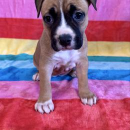 Red and White Female - Red female American Pit Bull Terrier puppy in Nine Mile Falls, Washington from Bartin Kennels