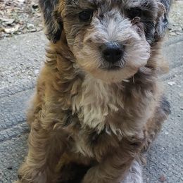 Aussiedoodles and Australian Shepherds from Awesome Doods and Aussies Too