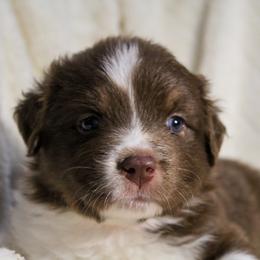 Judy - Red tri-color female Australian Shepherd puppy in Canyon Lake, Texas from Cascade Australian Shepherds
